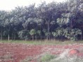 /album/galeria-de-fotos/planta%c3%a7ao-2009-jpg/